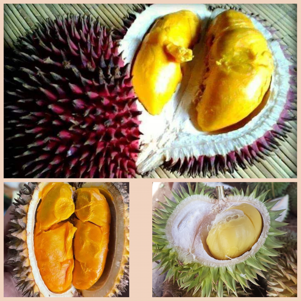 Tak Hanya Durian, 3 Jenis Buah Khas Kalimantan Ini Sangat Mirip Dengan Durian
