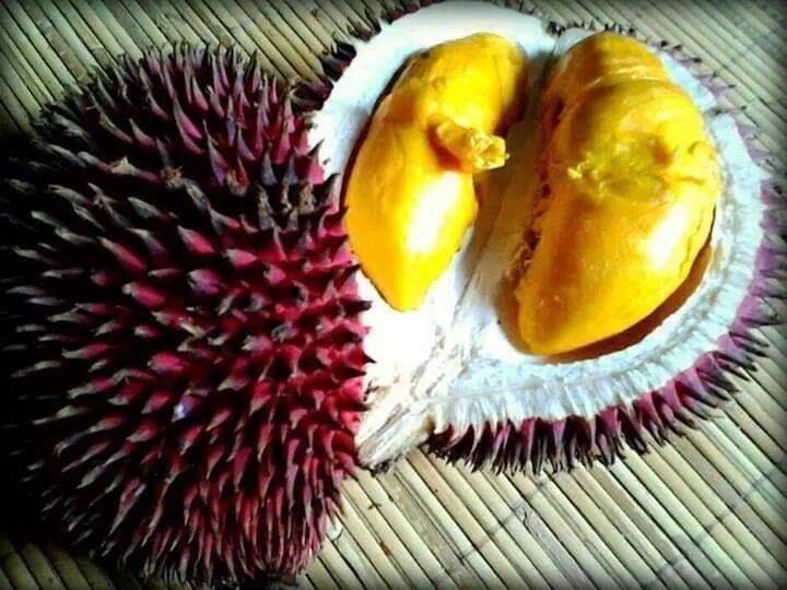 Tak Hanya Durian, 3 Jenis Buah Khas Kalimantan Ini Sangat Mirip Dengan Durian