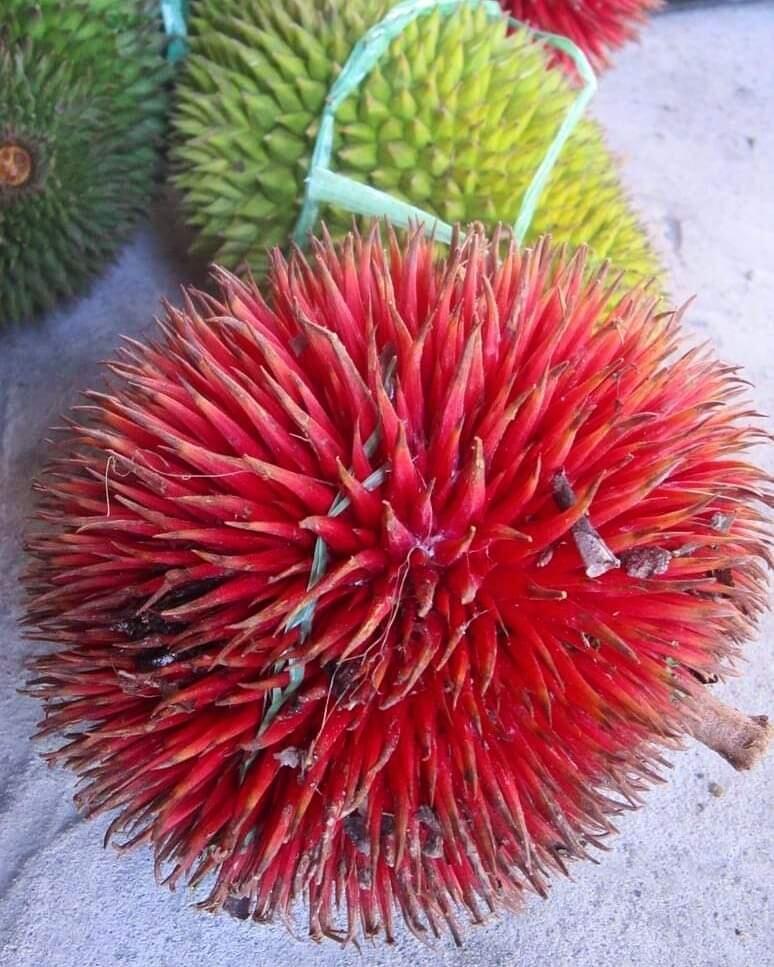 Tak Hanya Durian, 3 Jenis Buah Khas Kalimantan Ini Sangat Mirip Dengan Durian