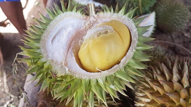 Tak Hanya Durian, 3 Jenis Buah Khas Kalimantan Ini Sangat Mirip Dengan Durian