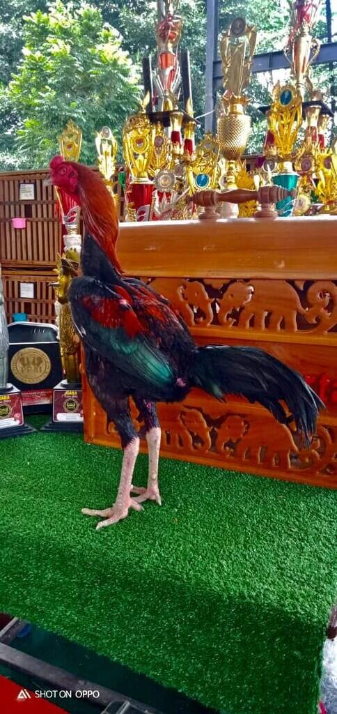 AYAM PETARUNG RJ FARM JOGJAKARTA 087839221303