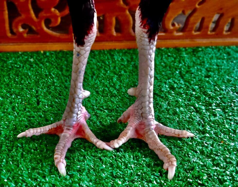 AYAM PETARUNG RJ FARM JOGJAKARTA 087839221303