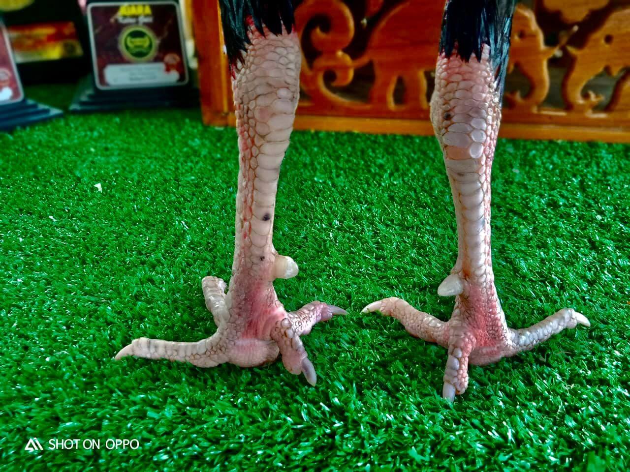 AYAM PETARUNG RJ FARM JOGJAKARTA 087839221303