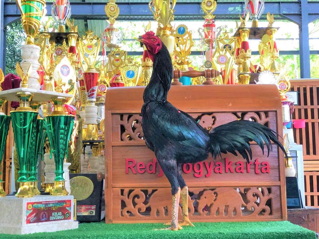 AYAM PETARUNG JOGJAKARTA RJ FARM JOGJA 087839221303