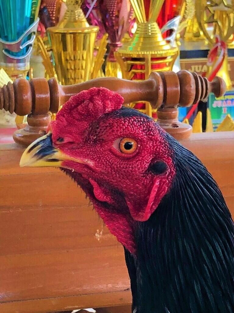AYAM PETARUNG JOGJAKARTA RJ FARM JOGJA 087839221303