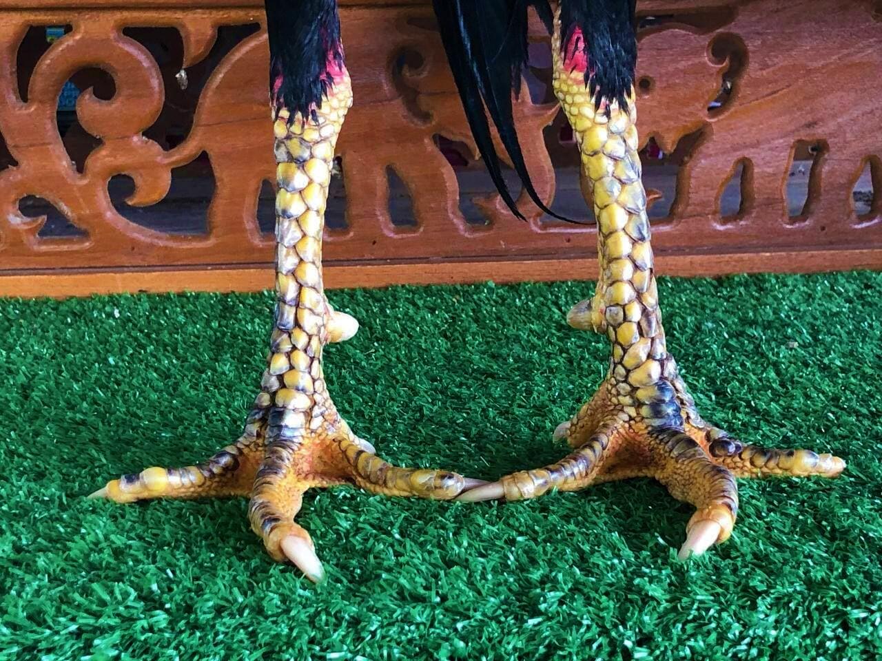 AYAM PETARUNG JOGJAKARTA RJ FARM JOGJA 087839221303