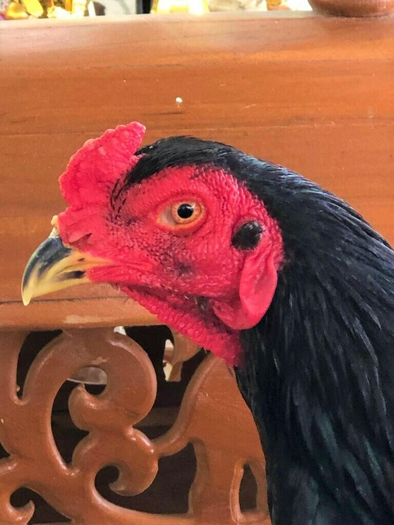 AYAM PETARUNG JOGJAKARTA RJ FARM JOGJA 087839221303