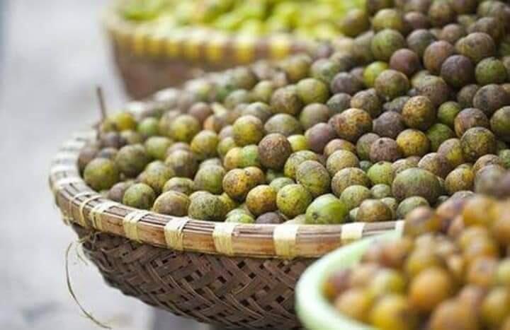 Dahu (Dao) Buah Hutan Yang Disukai Anak-anak Petualang