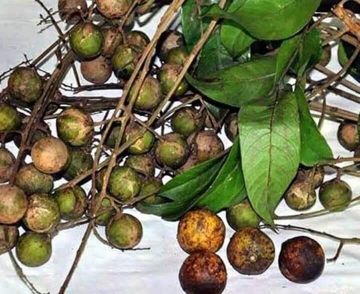 Dahu (Dao) Buah Hutan Yang Disukai Anak-anak Petualang 