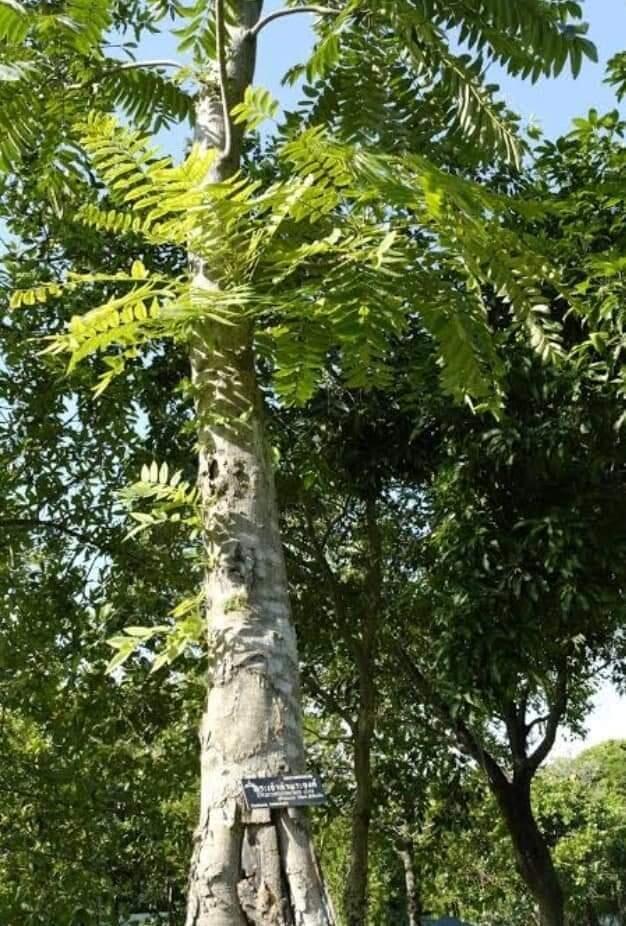 Dahu (Dao) Buah Hutan Yang Disukai Anak-anak Petualang 