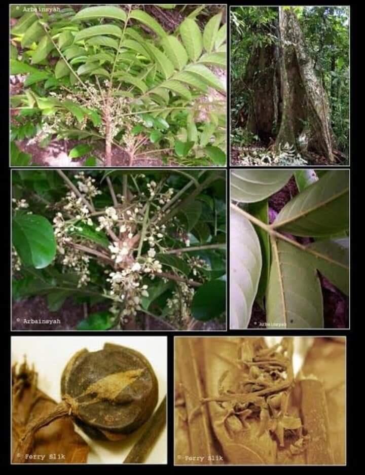 Dahu (Dao) Buah Hutan Yang Disukai Anak-anak Petualang 