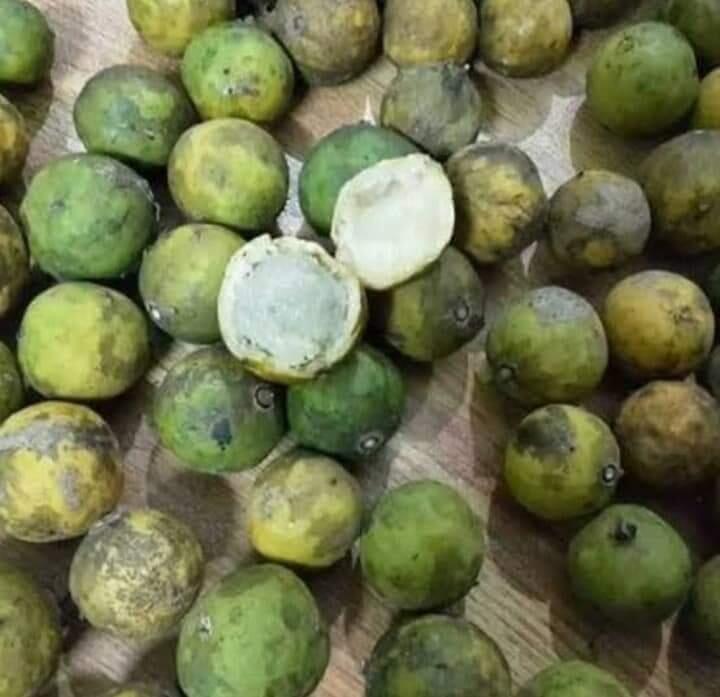 Dahu (Dao) Buah Hutan Yang Disukai Anak-anak Petualang