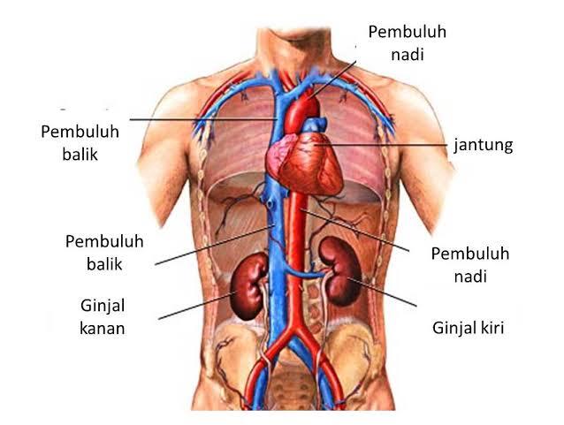 Terungkap, 5 Hal yang Berubah dalam Tubuh Ketika Seseorang Berpuasa