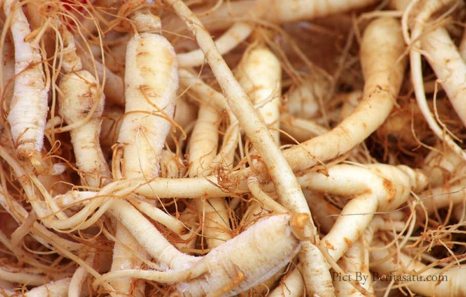 GACOR KICAU DENGAN GINSENG MERAH KOREA