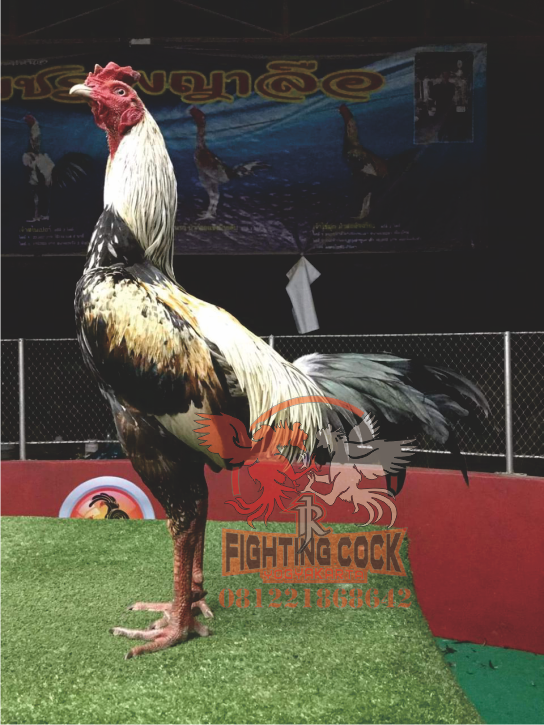 Jago bangkok Jogjakarta RJ Farm Indonesia