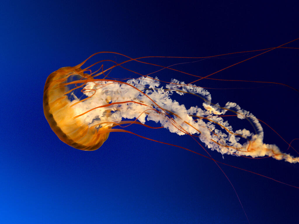 kaskus-image