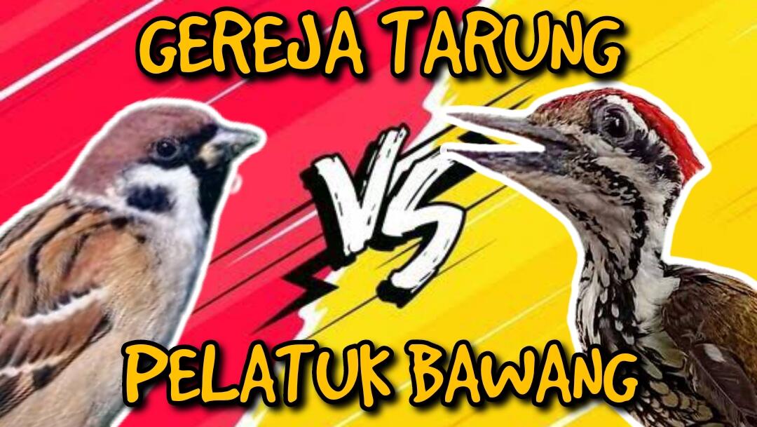 Masteran Dahsyat Gereja Tarung Vs Pelatuk Bawang Gacor