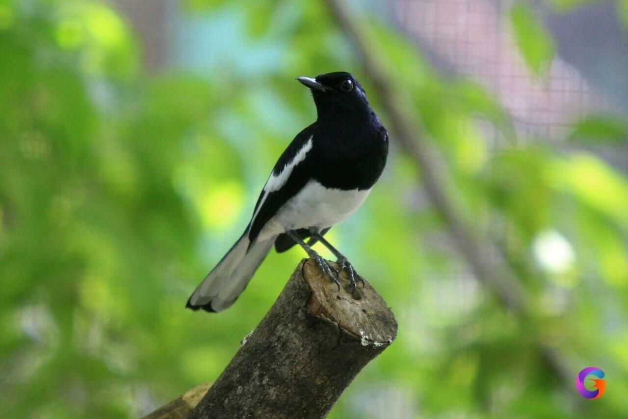 RAHASIA CEGAH STRES PADA BURUNG KICAU