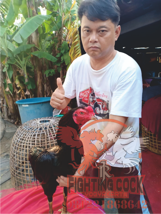 Ayam Bangkok Jogjakarta Rj Farm Indonesia