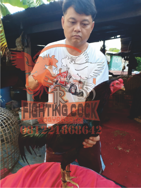 Ayam Bangkok Jogjakarta Rj Farm Indonesia
