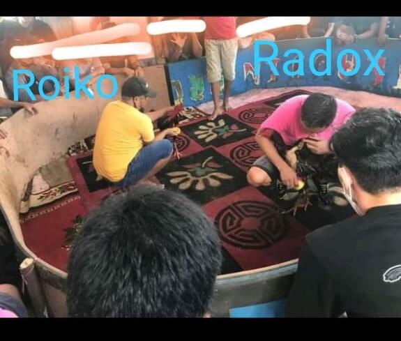 Big Game 1 M Ayam Petarung Indonesia