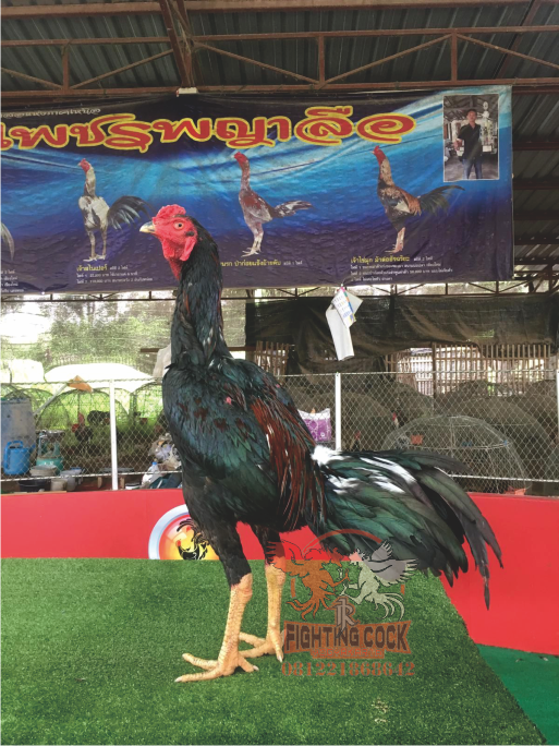 Ayam Bangkok Jogjakarta RJ farm Indonesia