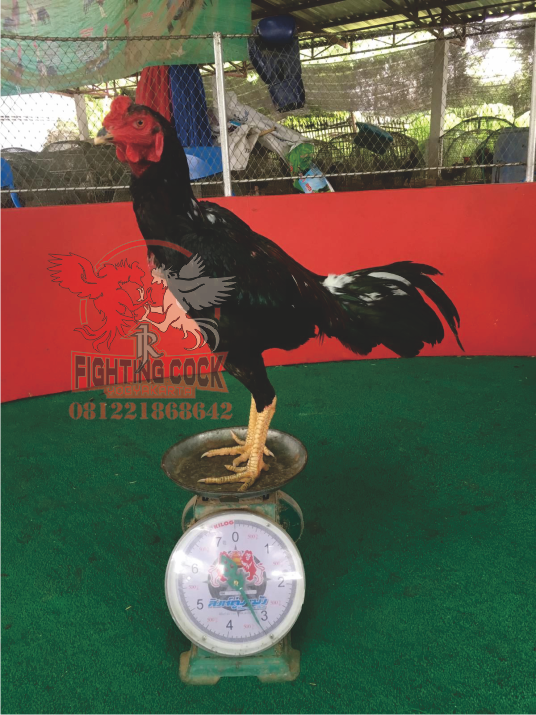 Ayam Bangkok Jogjakarta RJ farm Indonesia