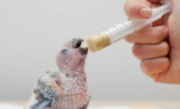 Makanan Anak Lovebird