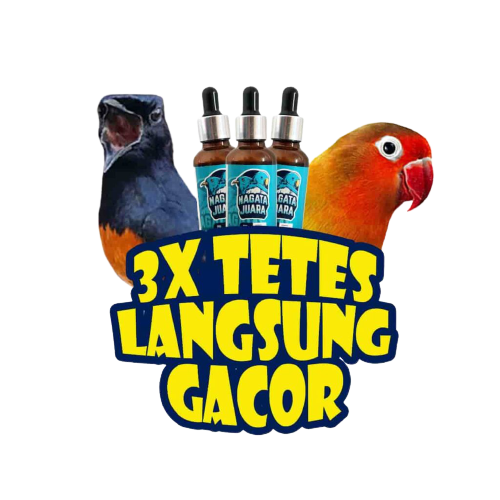 3 TETES BONGKAR KICAUAN GACOR STABIL DAN MAKSIMAL