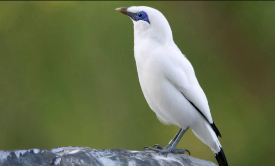 Harga Pasaran Burung Jalak Bali