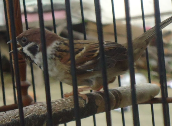 Makanan Burung Gereja Agar Cepat Gacor