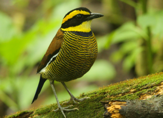 Cara Merawat Burung Paok Pancawarna