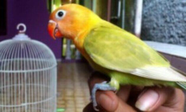 Cara Mengetahui Umur Lovebird