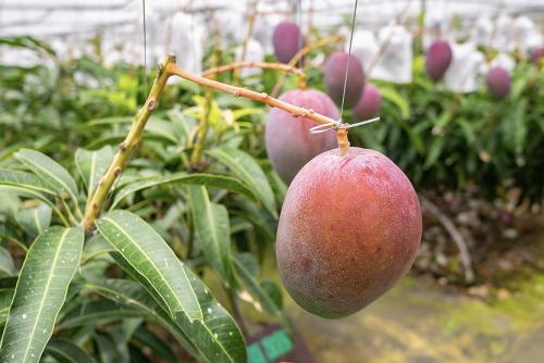 10 Buah Termahal di Dunia dari Asia, Ada yang Seharga Rp606 Juta!