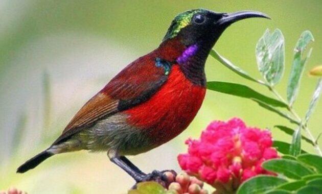 Mengenal Jenis Burung Kolibri yang Berasal dari Indonesia