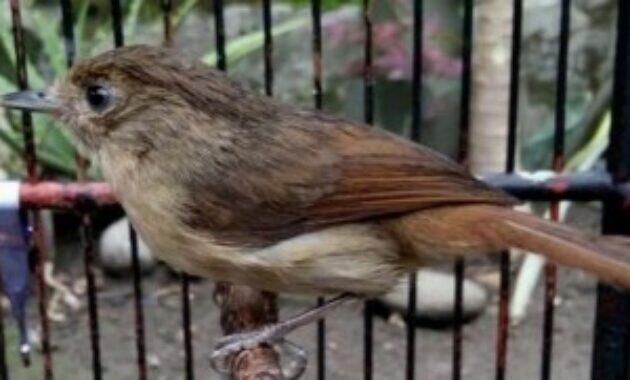 Harga Burung Flamboyan