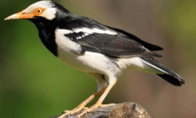 Mengenal Keistimewaan Jalak Suren, Harga dan Suara