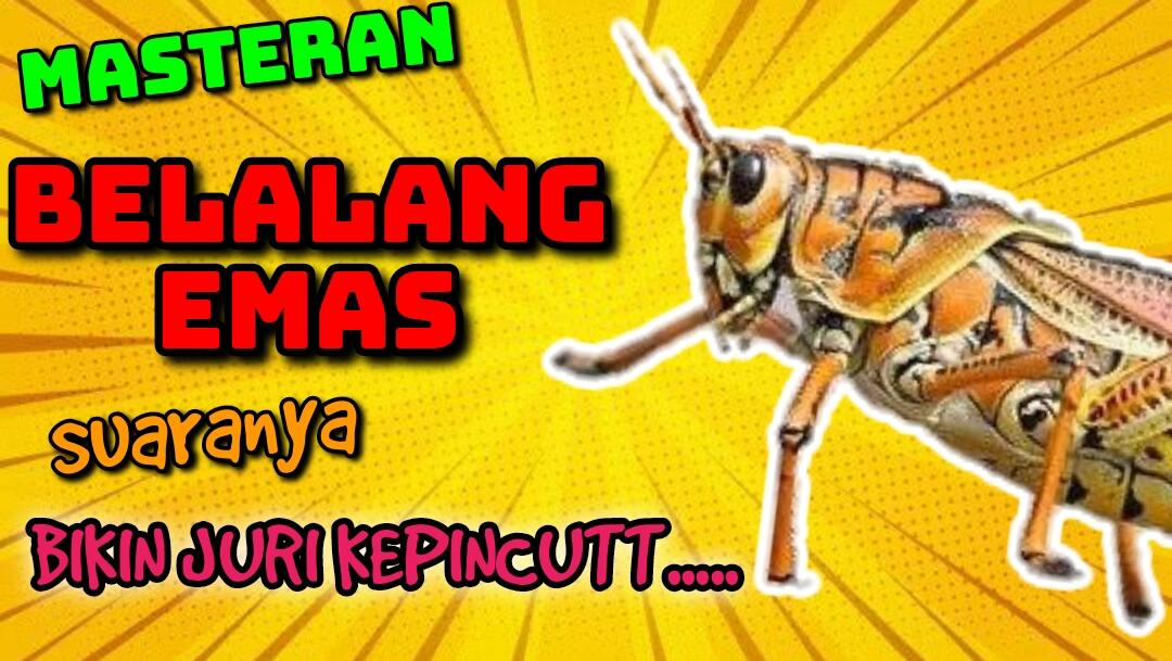 Masteran Belalang Emas Durasi Panjang Suara Joss