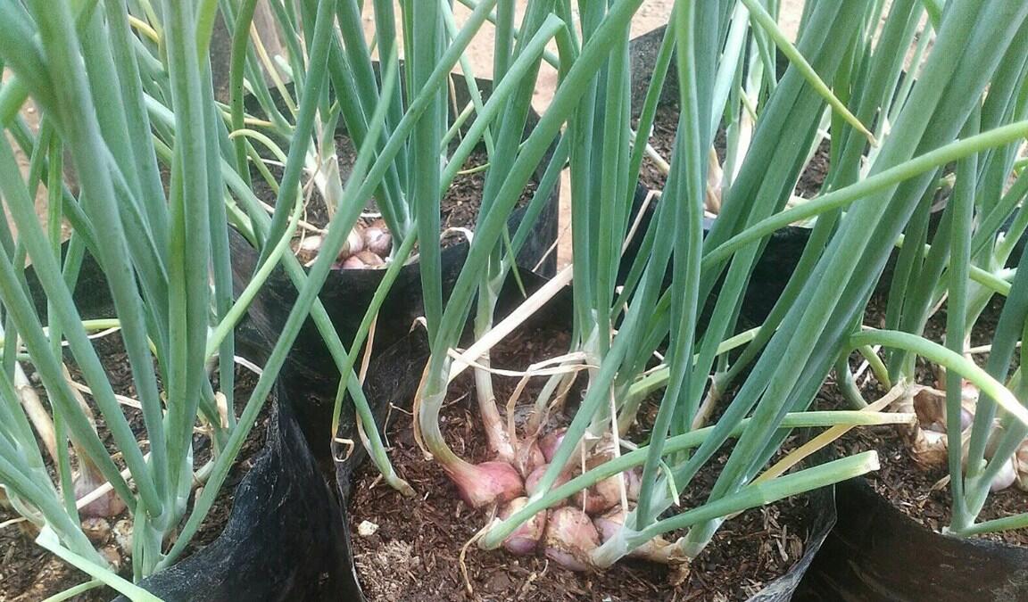 EMPAT TANAMAN SAYUR / BUMBU DAPUR YANG WAJIB DI TANAM DI HALAMAN RUMAH