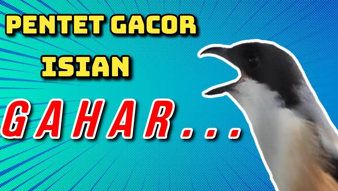 Audio Masteran Pentet Gacor Full Isian Suara Kasar. Cocok Untuk Masteran