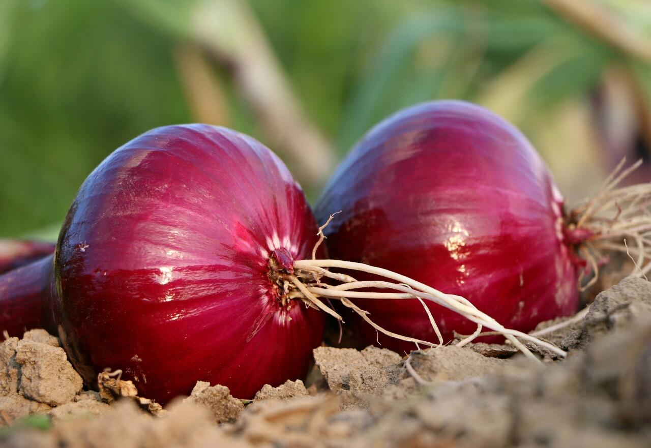Kenapa Bawang Merah Menjadi Bahan yang Penting untuk Masakan? Intip Manfaatnya