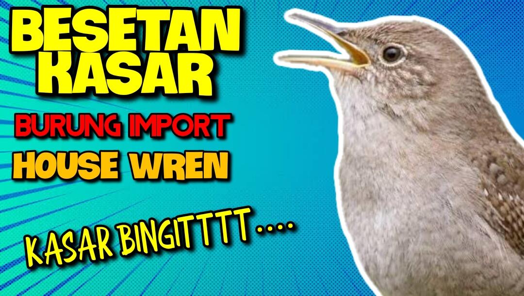 Audio Masteran Suara Kasar House Wren Bird. Cocok Untuk Isian Burung Lomba