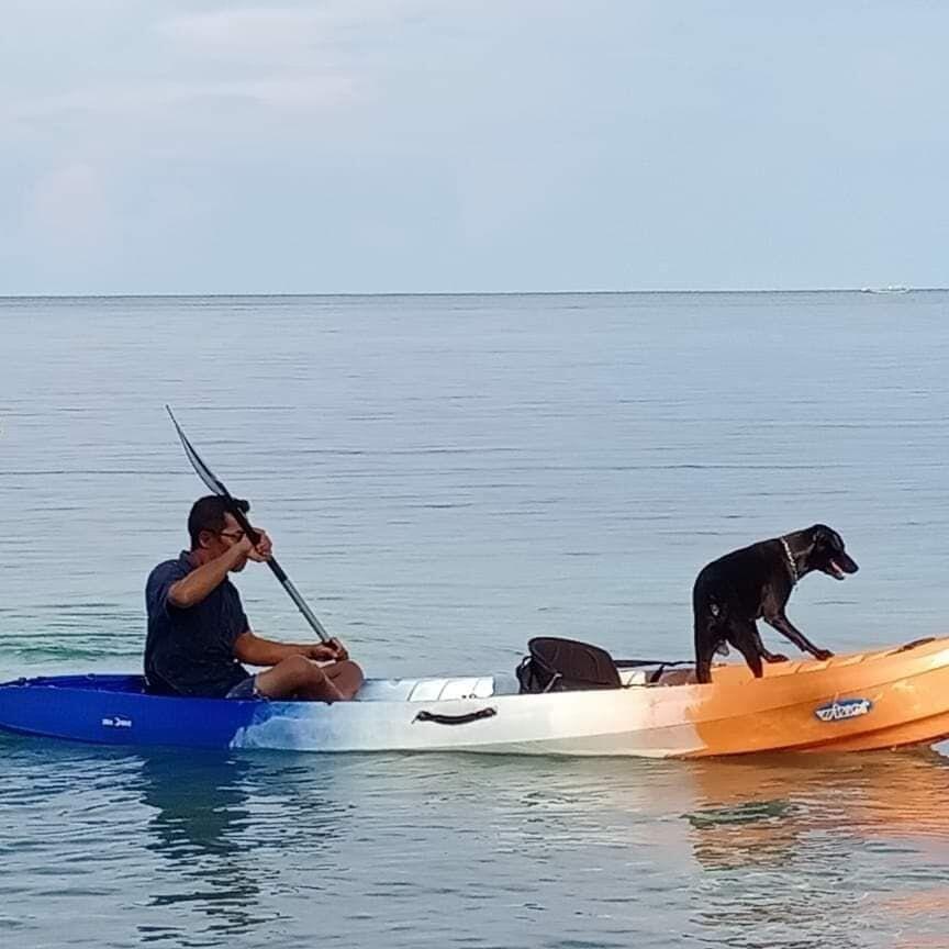 Mengiris Hati, Kisah Anjing yang Mati untuk Wisata Halal di Aceh