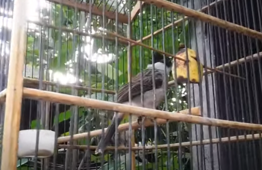 Harga Pasaran Burung Kutilang