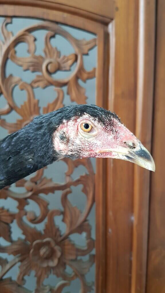 Ayam Petarung Jogjakarta JAMKID JAGO FARM 085325705450