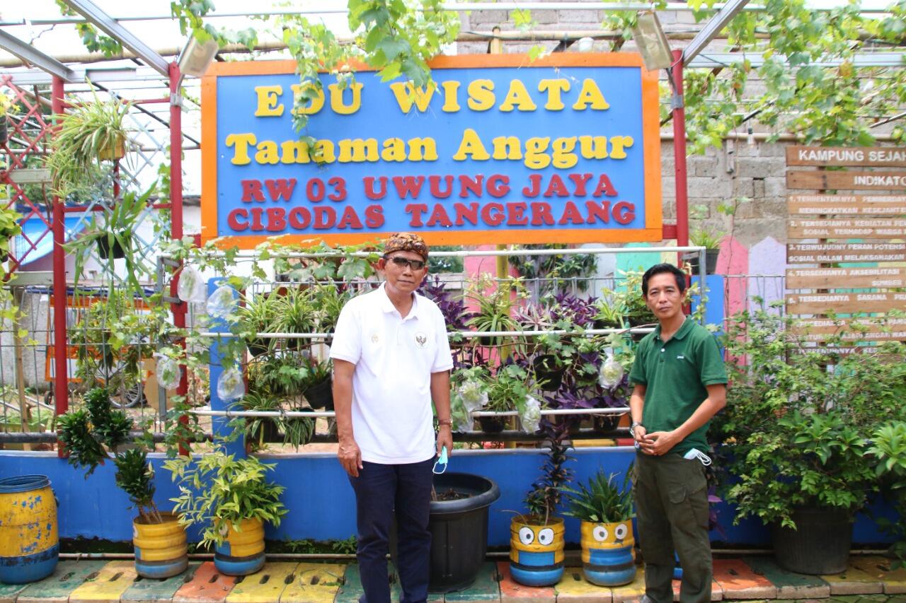 Kampung Anggur Tangerang, Dulu Kumuh Kini Jadi Eduwisata