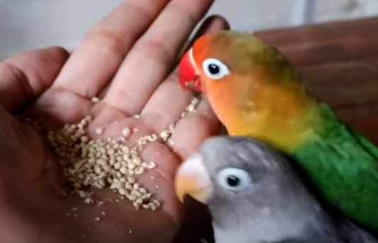 Cara Menjinakan Burung Lovebird