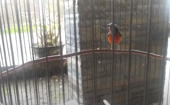 Cara Merawat Burung Konin Nyilet