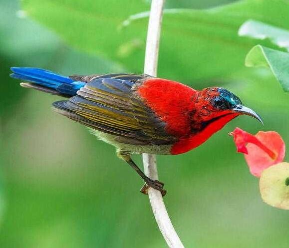 10 Jenis Burung Kolibri Terbaik Di Indonesia