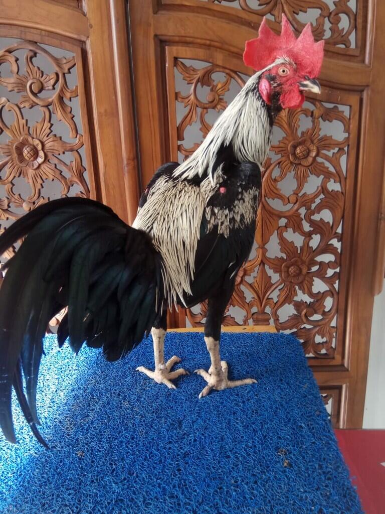 Ayam Petarung JAMKID JAGO FARM 085325705450